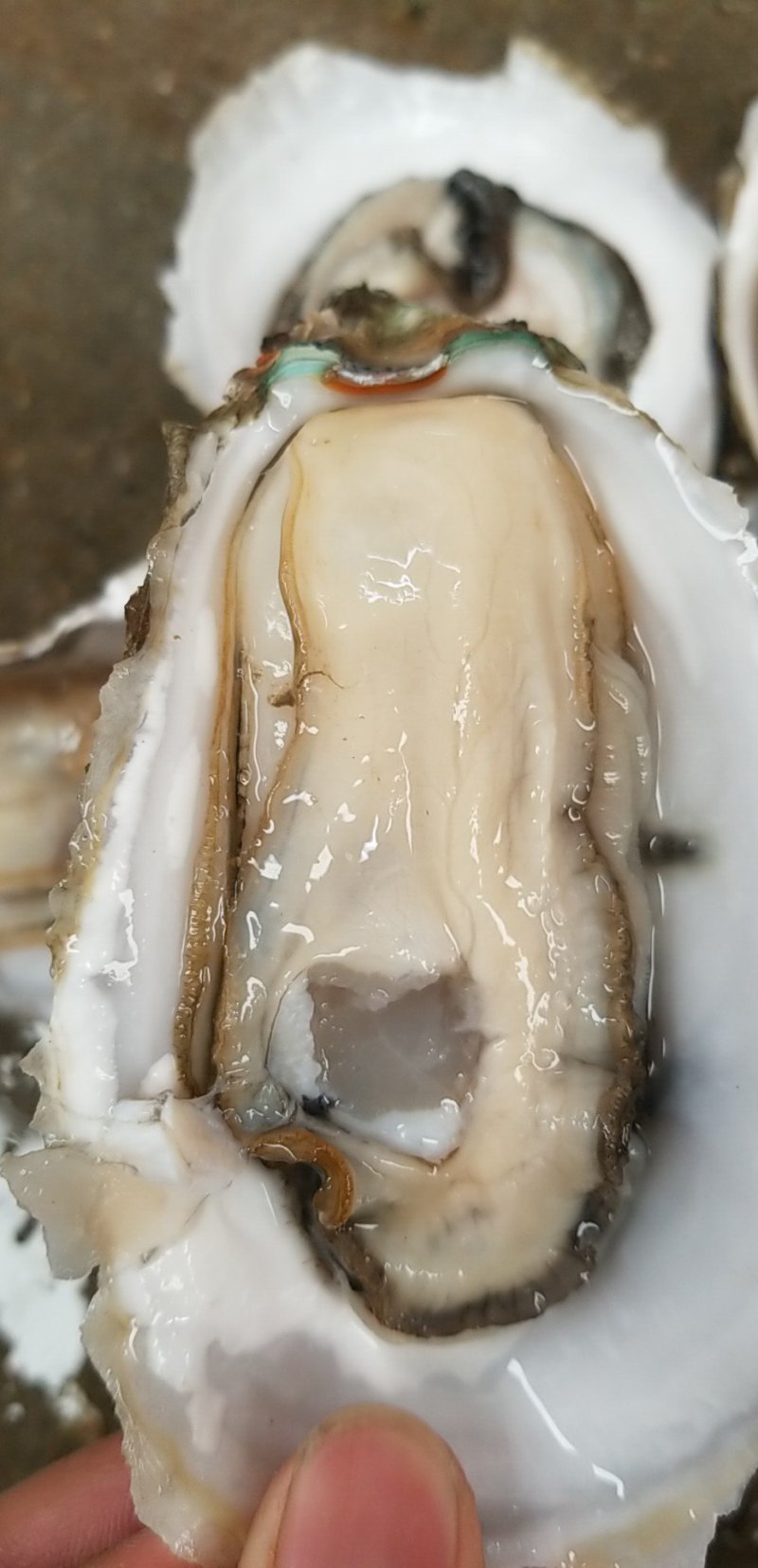 鲜活生蚝，台山小蚝，4个/斤，产地直销，量大从优