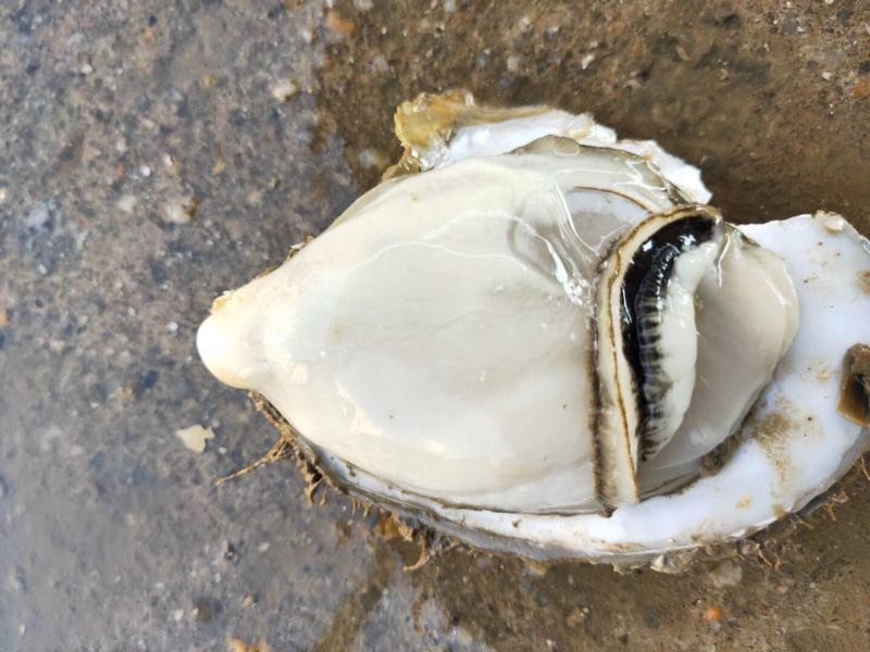 鲜活生蚝，台山小蚝，4个/斤，产地直销，量大从优