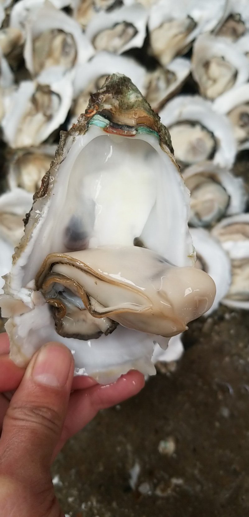 鲜活生蚝，台山小蚝，4个/斤，产地直销，量大从优