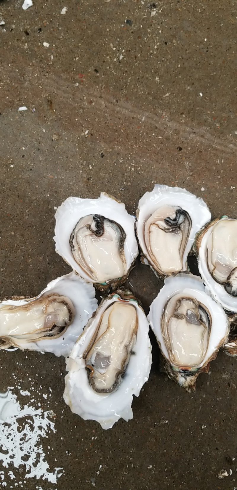 鲜活生蚝，台山小蚝，4个/斤，产地直销，量大从优