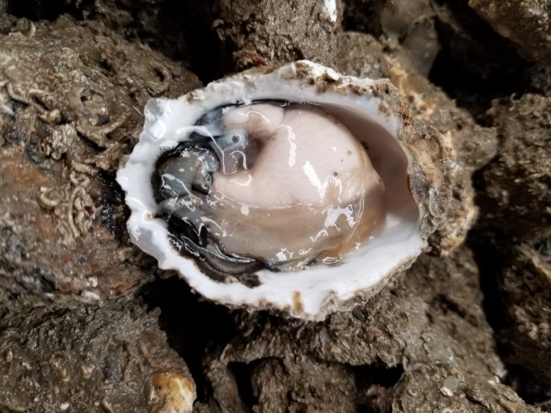鲜活生蚝，福建蚝，深海牡蛎全国发货，产地直销，量大从优