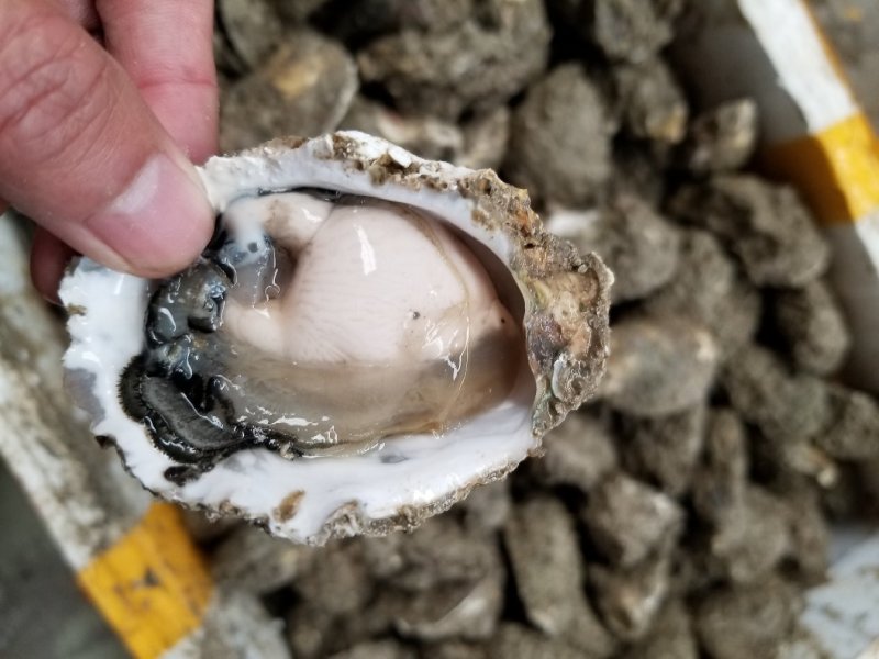 鲜活生蚝，福建蚝，深海牡蛎全国发货，产地直销，量大从优