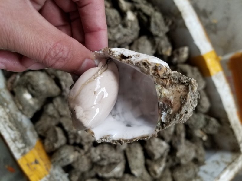 鲜活生蚝，福建蚝，深海牡蛎全国发货，产地直销，量大从优