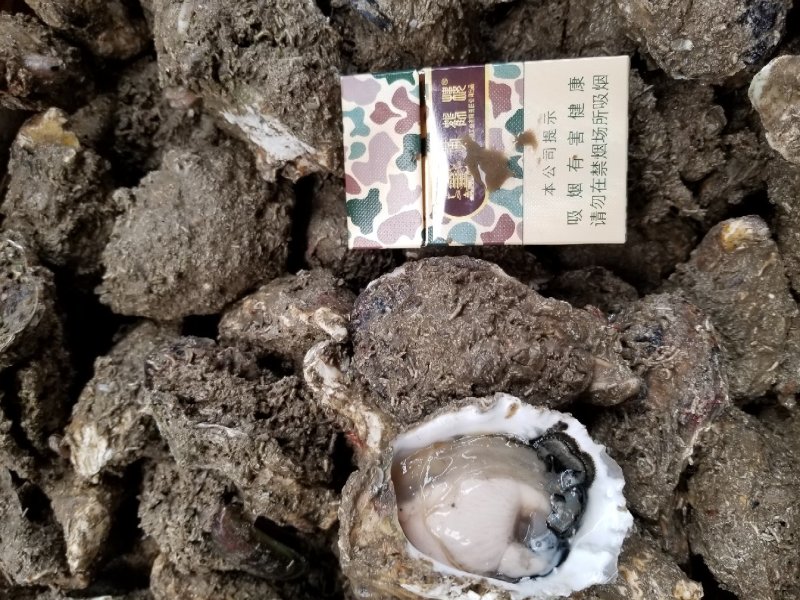 鲜活生蚝，福建蚝，深海牡蛎全国发货，产地直销，量大从优