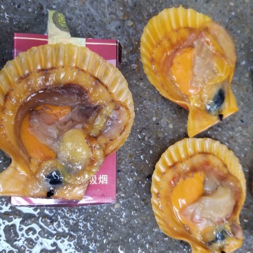 鲜活扇贝，黄金扇贝，扇贝，湛江扇贝量大从优