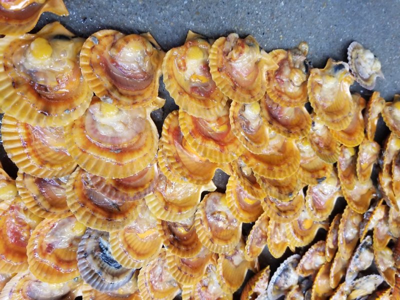 鲜活扇贝，黄金扇贝，扇贝，湛江扇贝量大从优