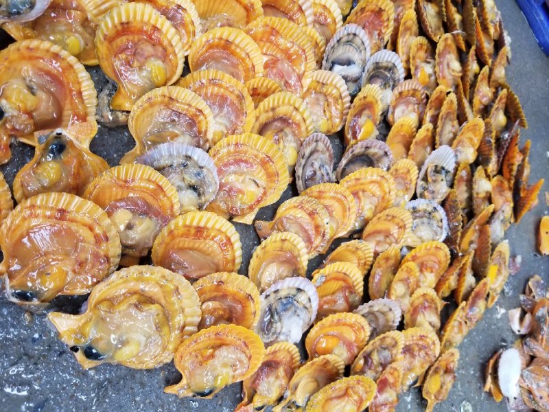鲜活扇贝，黄金扇贝，扇贝，湛江扇贝量大从优