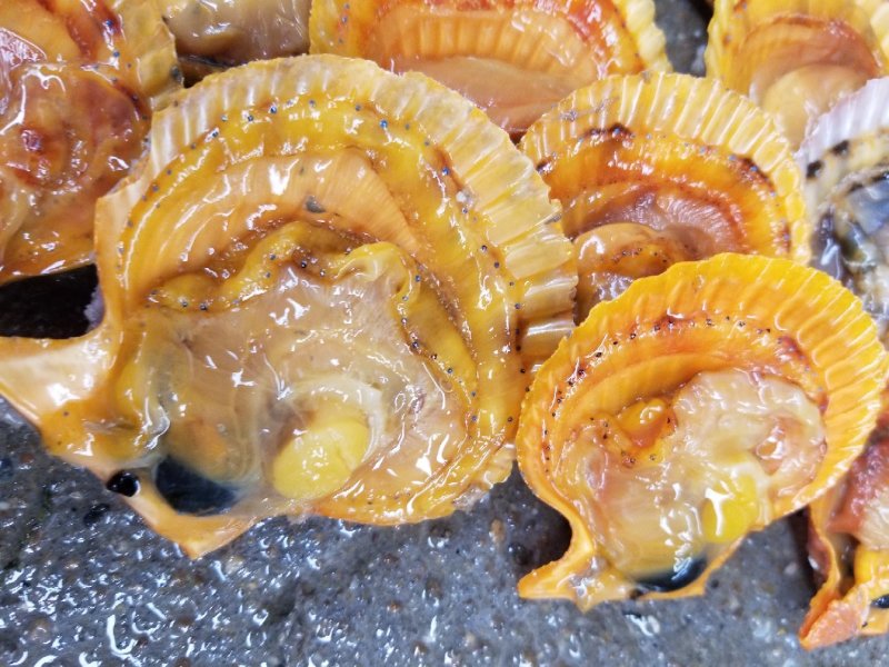 鲜活扇贝，黄金扇贝，扇贝，湛江扇贝量大从优