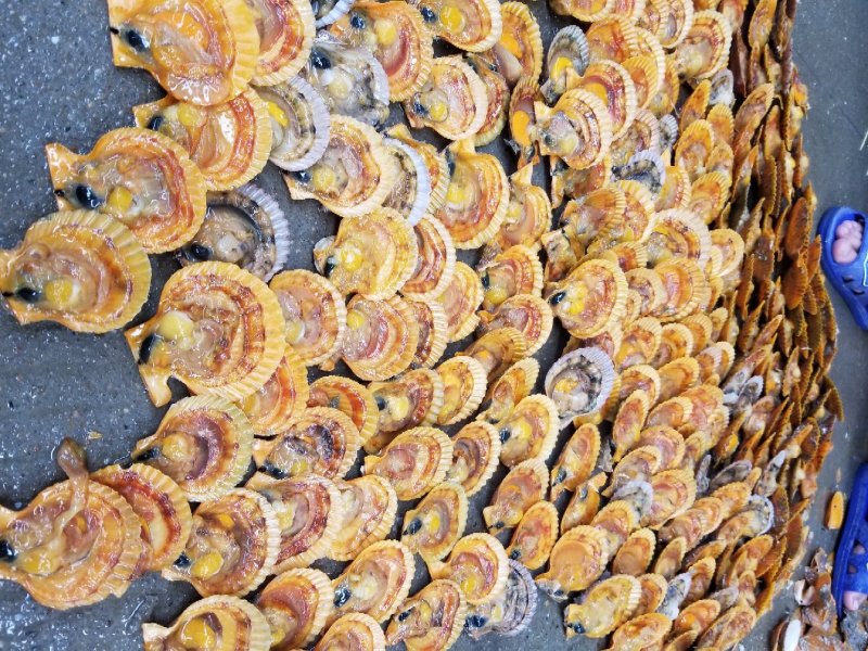 鲜活扇贝，黄金扇贝，扇贝，湛江扇贝量大从优
