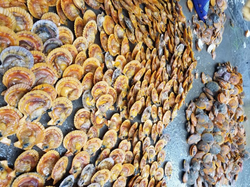 鲜活扇贝，黄金扇贝，扇贝，湛江扇贝量大从优