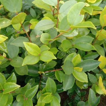 实生油茶苗，籽播油茶苗，油茶苗