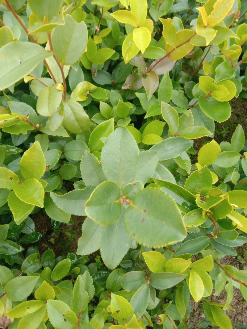 实生油茶苗，籽播油茶苗，油茶苗
