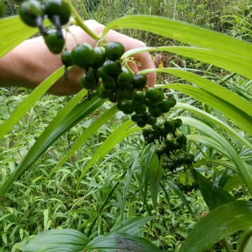 黄精种苗姜形多花黄精苗，鸡头黄精苗，一年苗，二年苗，三年