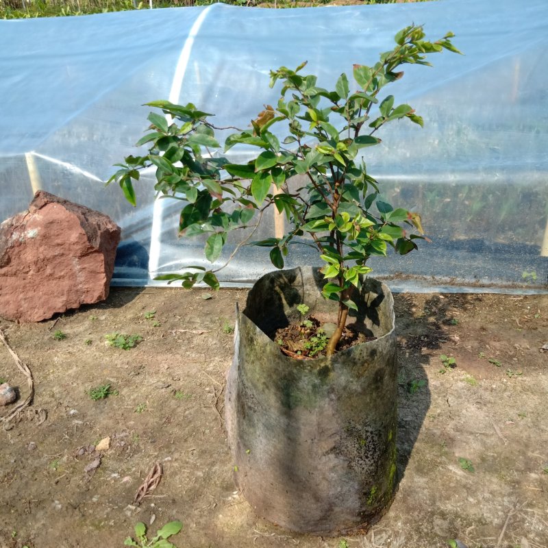 四季嘉宝果苗1-4年苗当年结果树广州发货规格多样