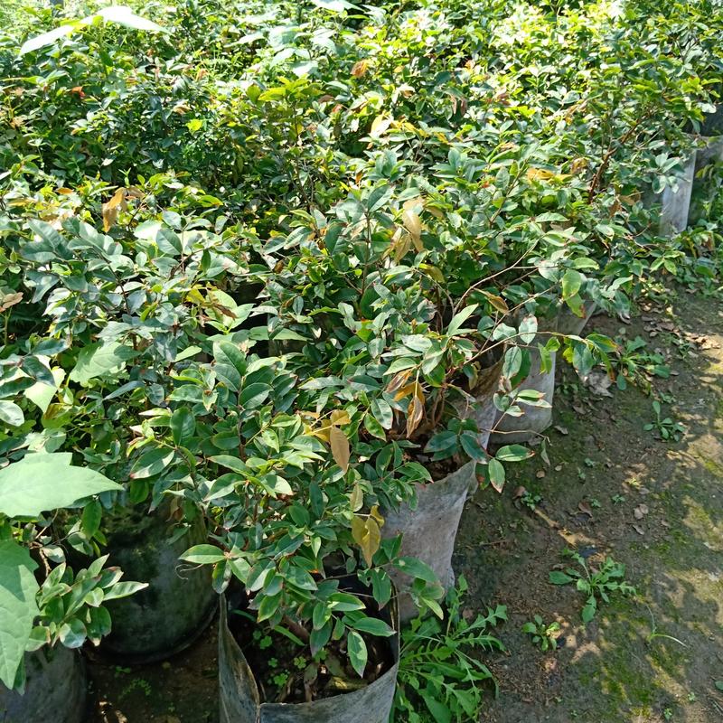 四季嘉宝果苗1-4年苗当年结果树广州发货规格多样