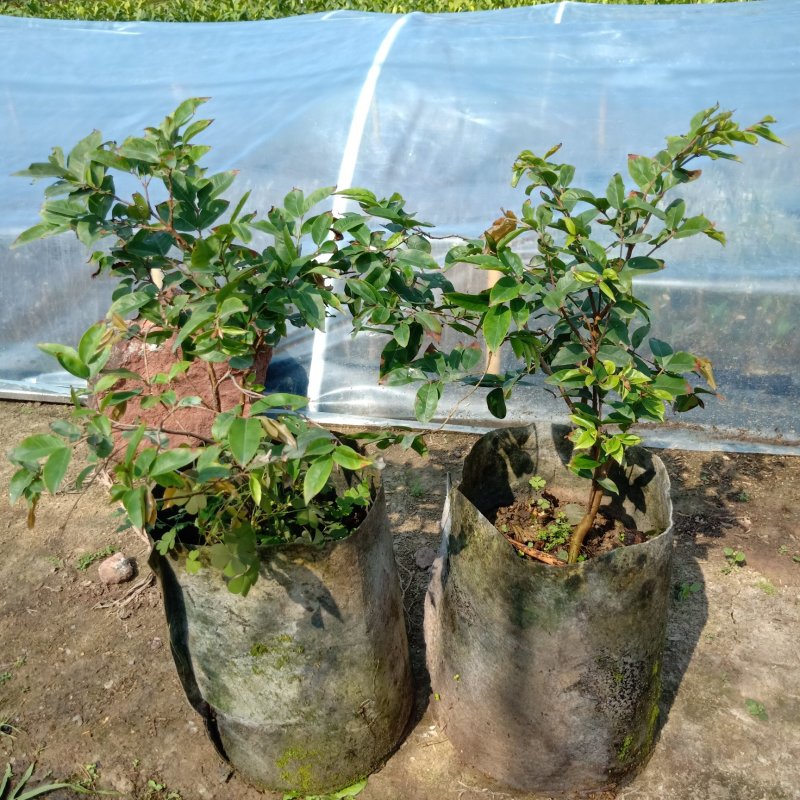 四季嘉宝果苗1-4年苗当年结果树广州发货规格多样