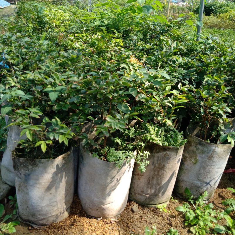 四季嘉宝果苗1-4年苗当年结果树广州发货规格多样