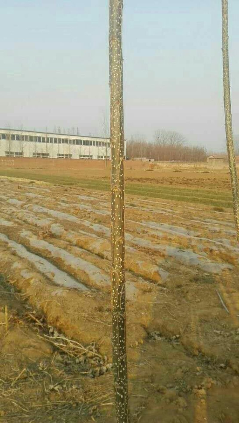 白杨树苗大量供应产地直销一手货源全国各地物流班车发货质量