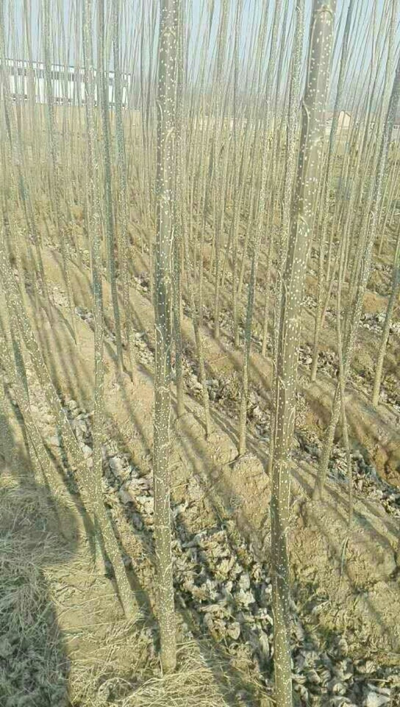 白杨树苗大量供应产地直销一手货源全国各地物流班车发货质量