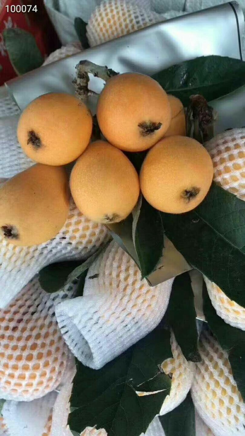 云霄枇杷