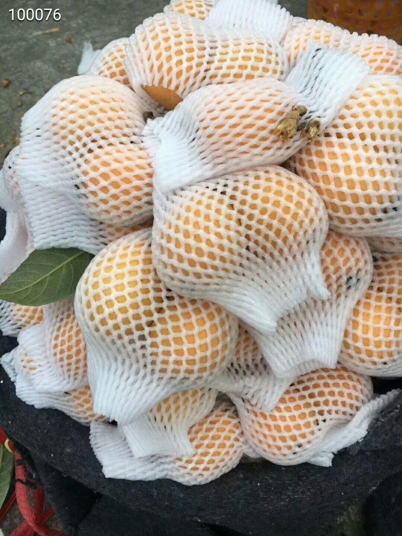 云霄枇杷