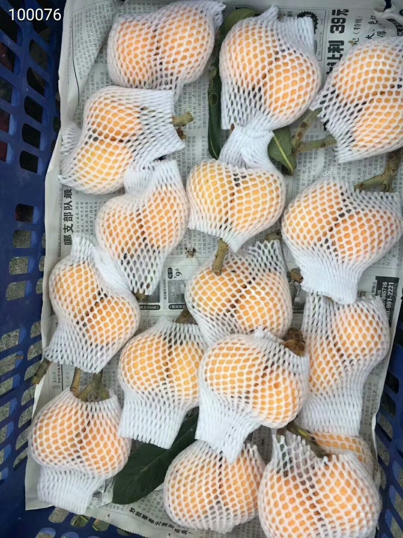 云霄枇杷