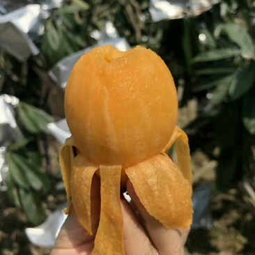 云霄枇杷