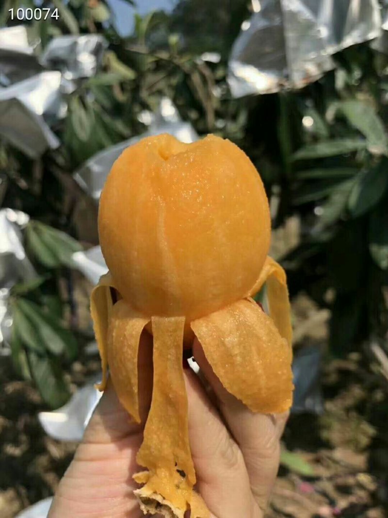 云霄枇杷