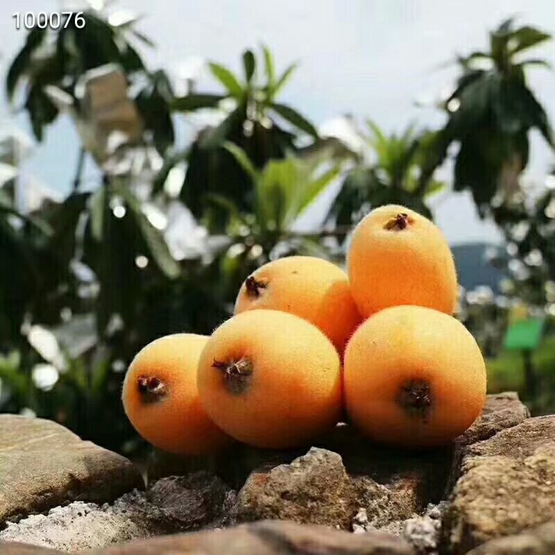 云霄枇杷