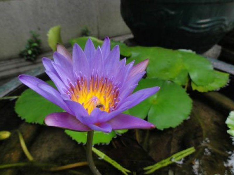 水生植物/睡莲种苗，荷花种苗盆栽裸根都可以发货。保质量！