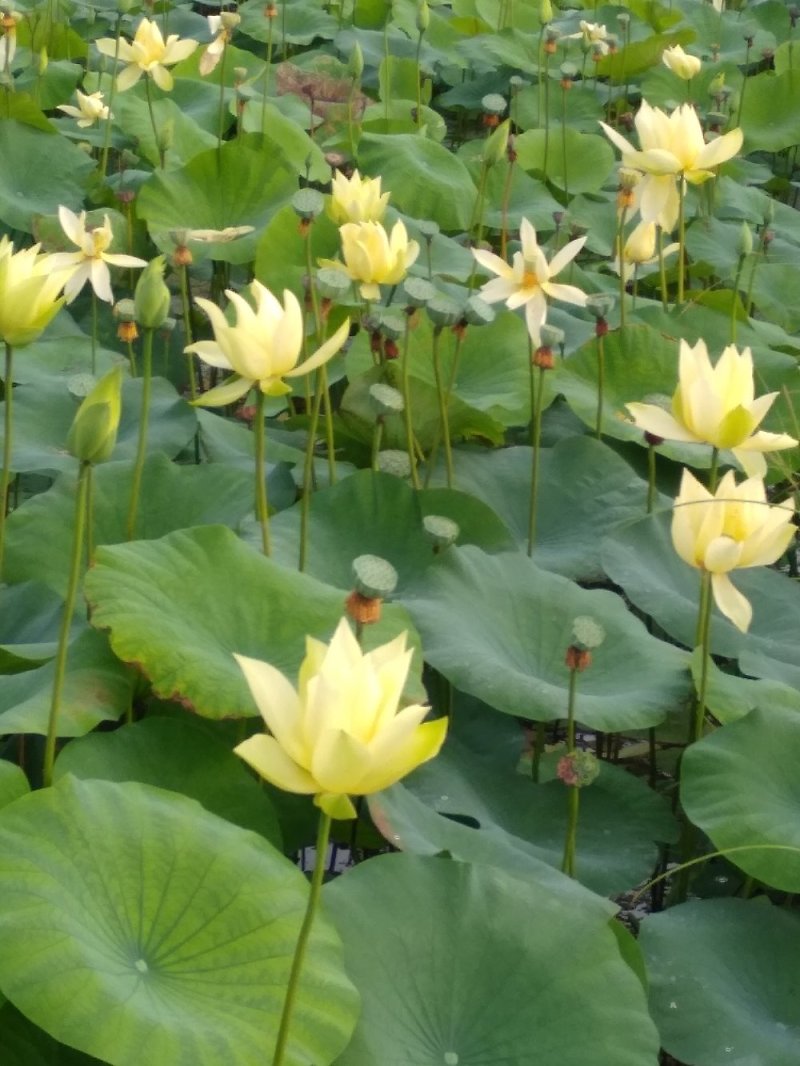 水生植物/睡莲种苗，荷花种苗盆栽裸根都可以发货。保质量！