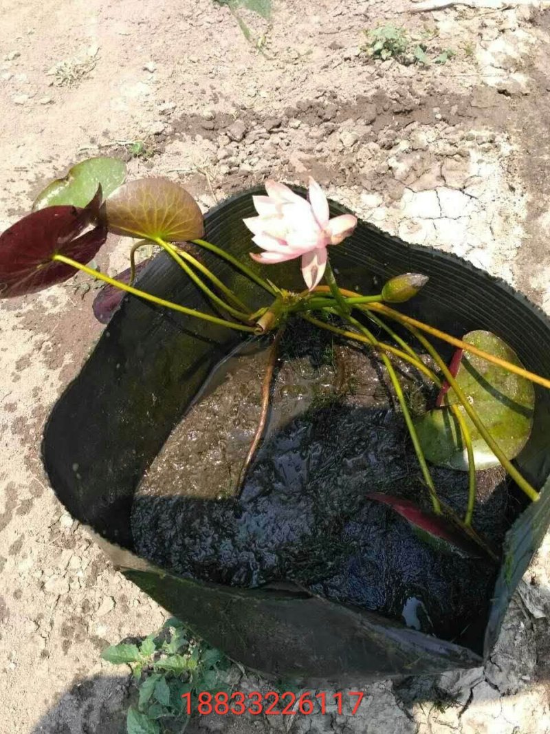 水生植物/睡莲种苗，荷花种苗盆栽裸根都可以发货。保质量！