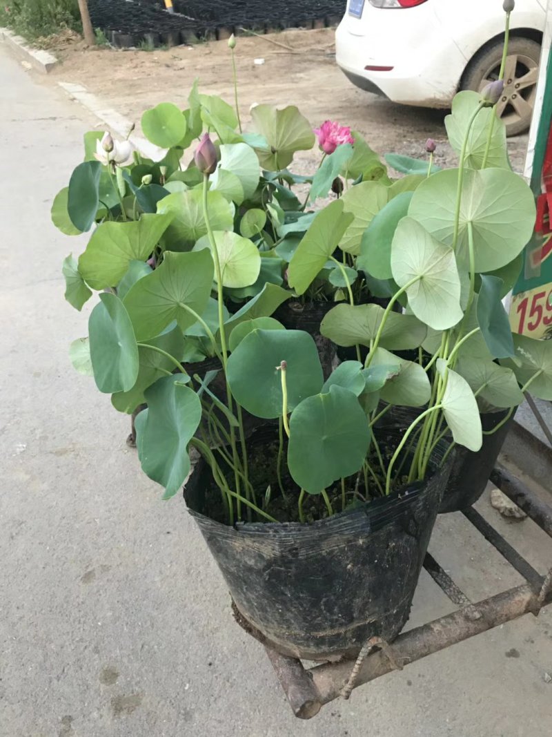 水生植物/睡莲种苗，荷花种苗盆栽裸根都可以发货。保质量！