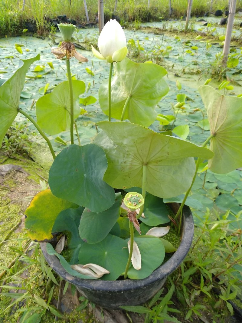水生植物/睡莲种苗，荷花种苗盆栽裸根都可以发货。保质量！