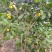来自广西防城港金花茶，深造加工烘干花每斤300元