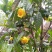 来自广西防城港金花茶，深造加工烘干花每斤300元