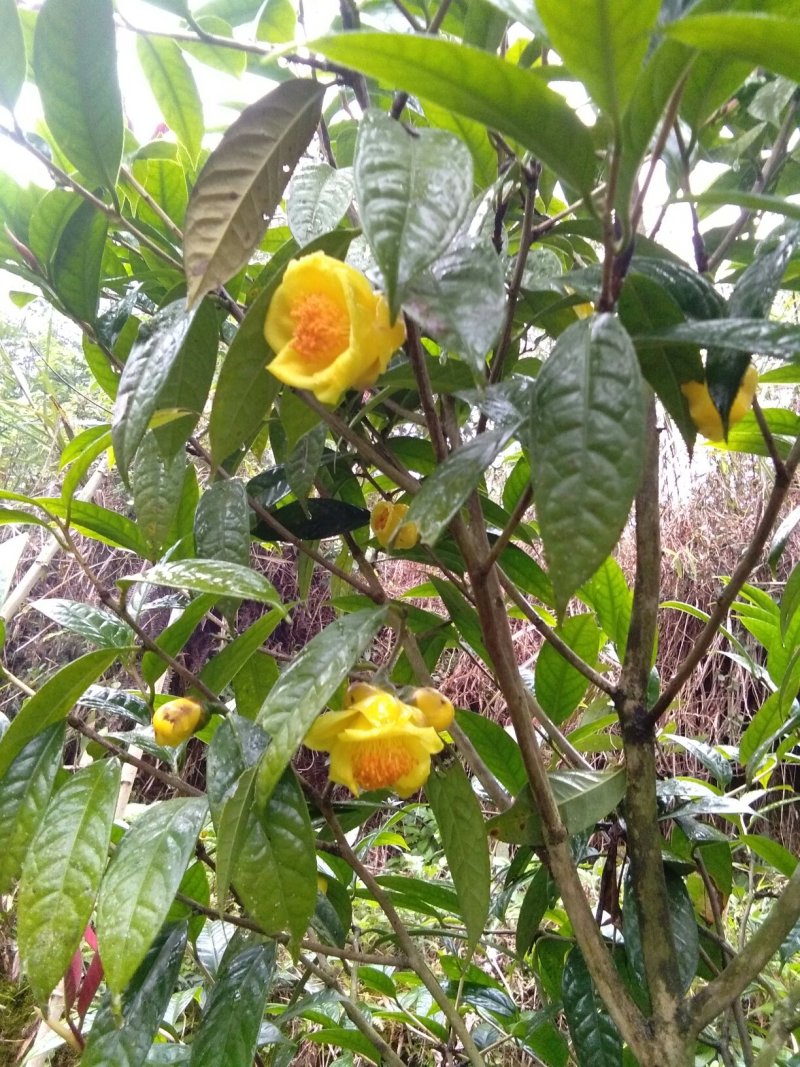 来自广西防城港金花茶，深造加工烘干花每斤300元