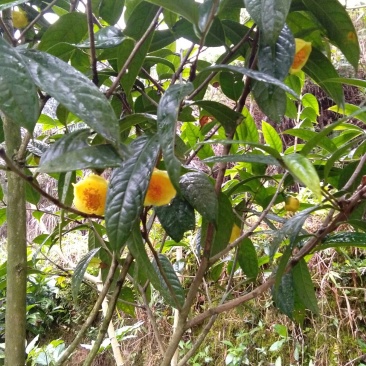 来自广西防城港金花茶，深造加工烘干花每斤300元