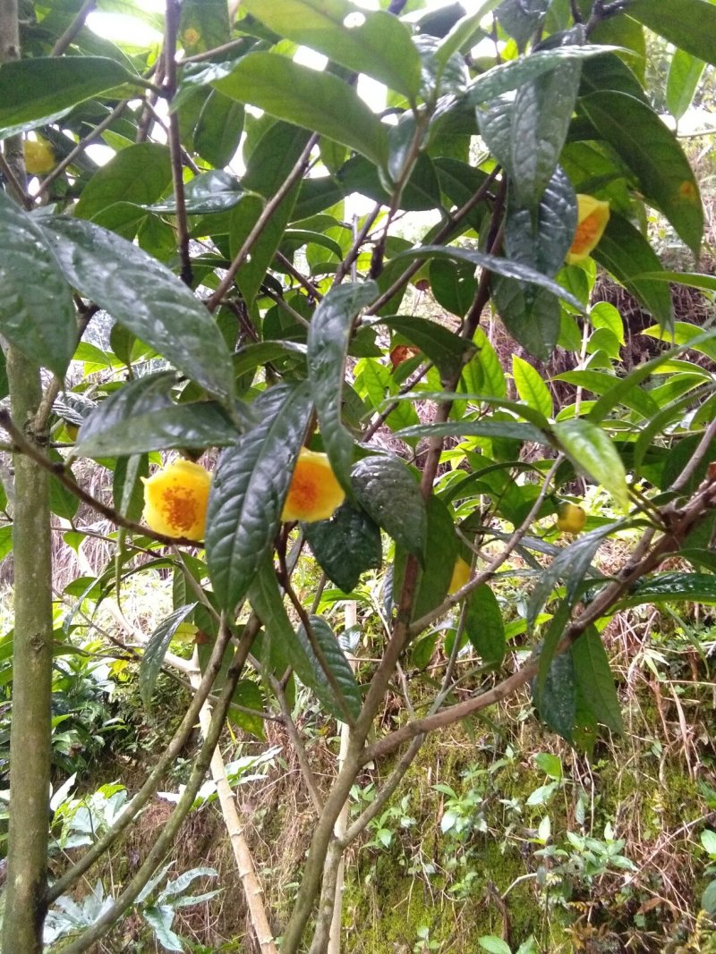 来自广西防城港金花茶，深造加工烘干花每斤300元