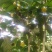来自广西防城港金花茶，深造加工烘干花每斤300元