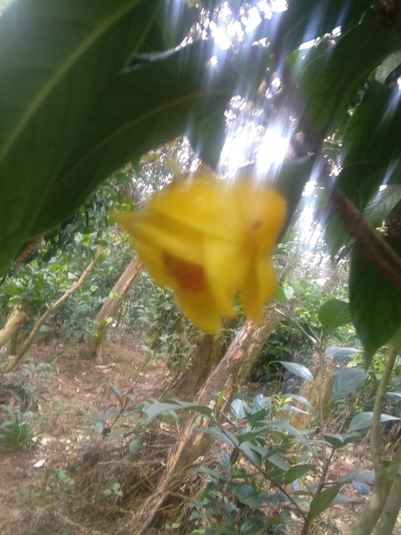 来自广西防城港金花茶，深造加工烘干花每斤300元