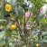 来自广西防城港金花茶，深造加工烘干花每斤300元