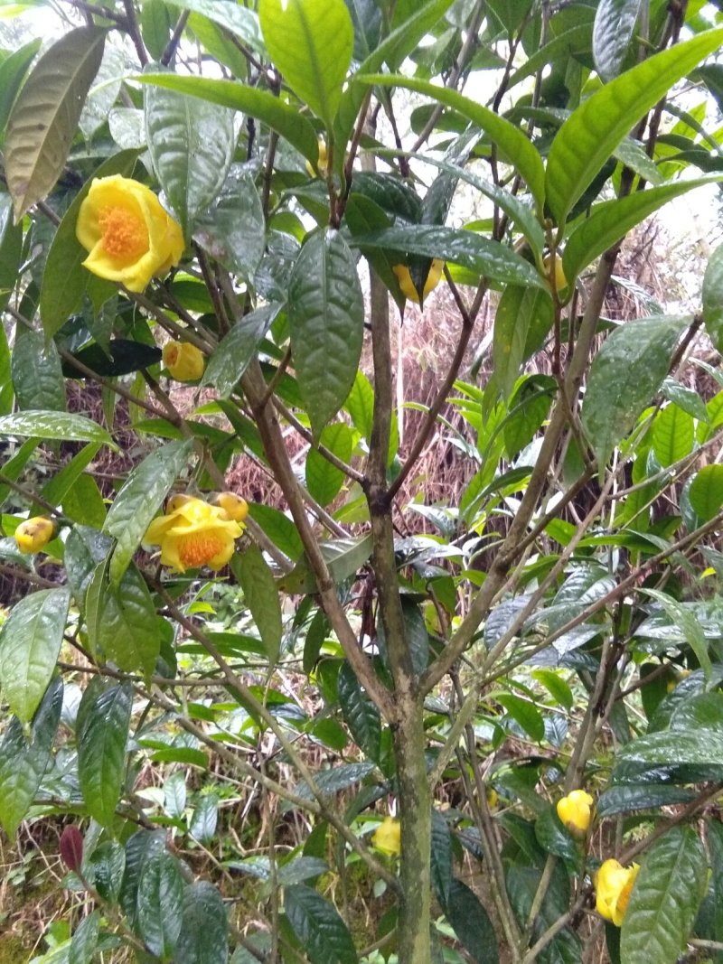 来自广西防城港金花茶，深造加工烘干花每斤300元