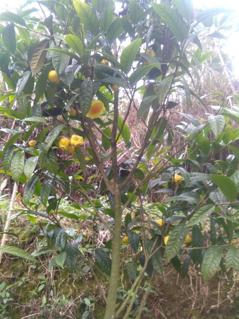 来自广西防城港金花茶，深造加工烘干花每斤300元