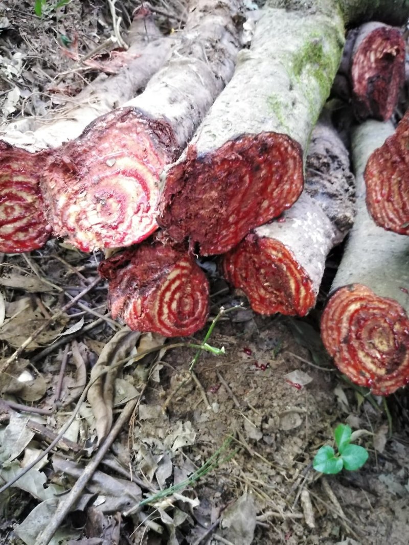 黑血藤，深山老货流血量好