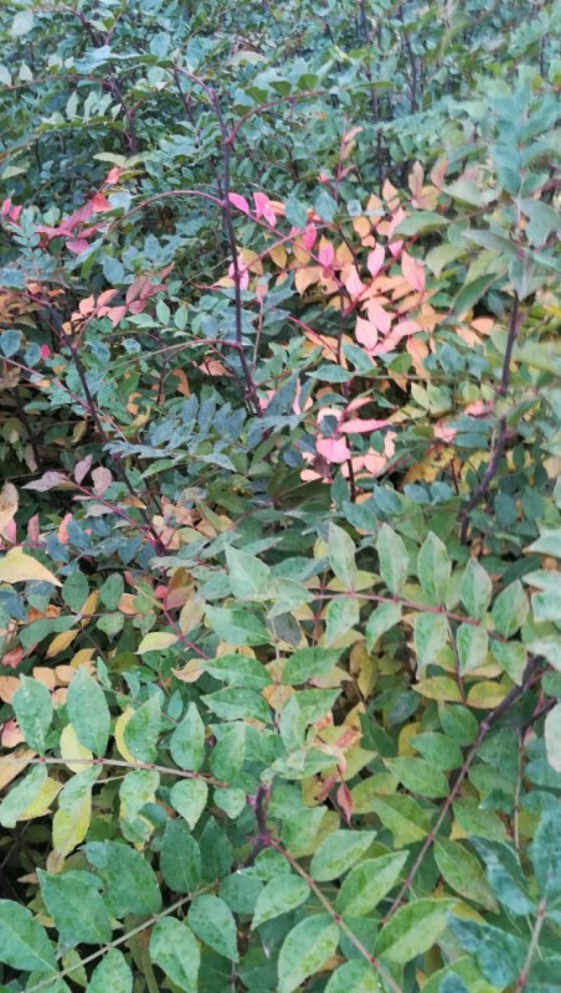 花椒树苗，大红袍花椒苗，狮子头花椒苗，九叶青花椒树苗