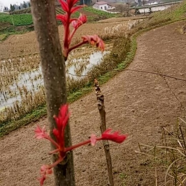 香椿芽