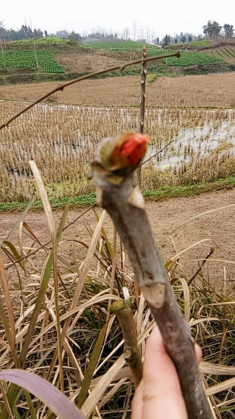 香椿芽