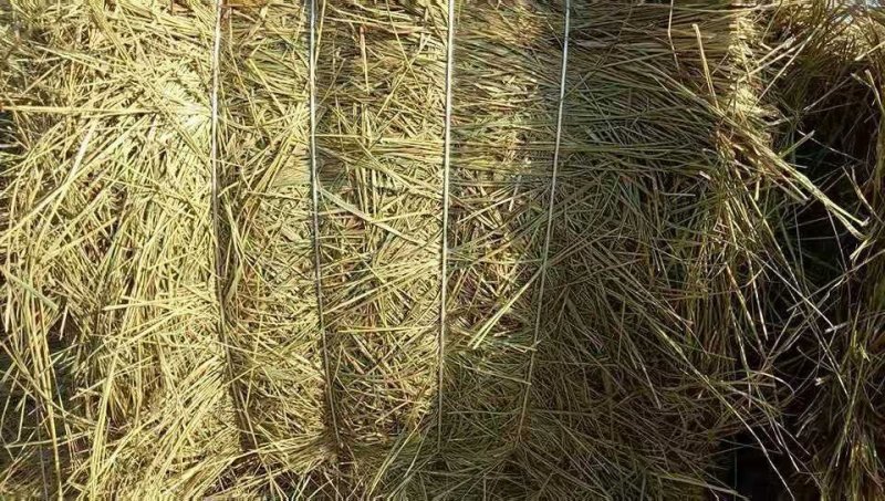 羊草