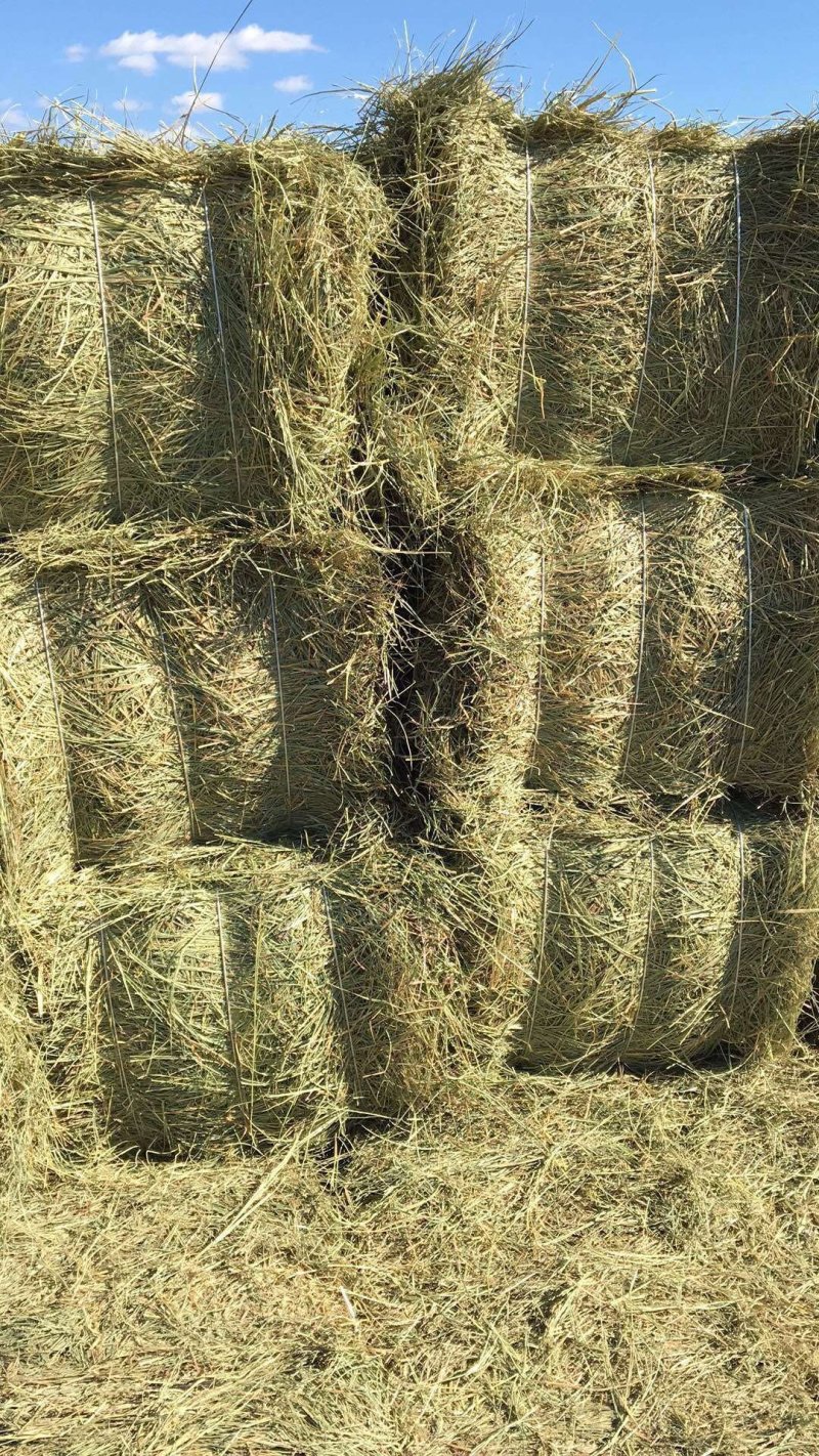 羊草